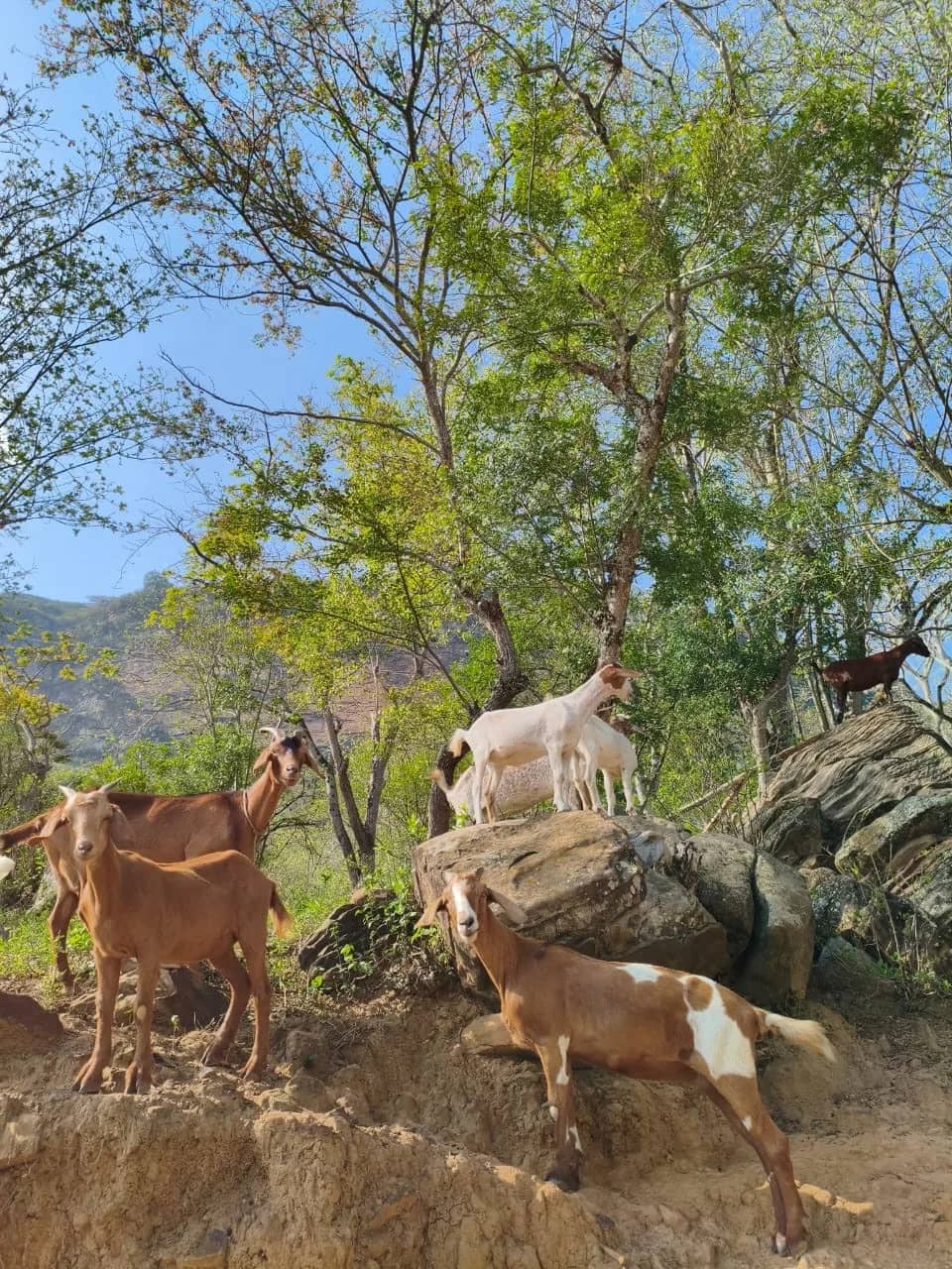 Cabras sobre las rocas de una ladera con árboles, bajo el cielo azul